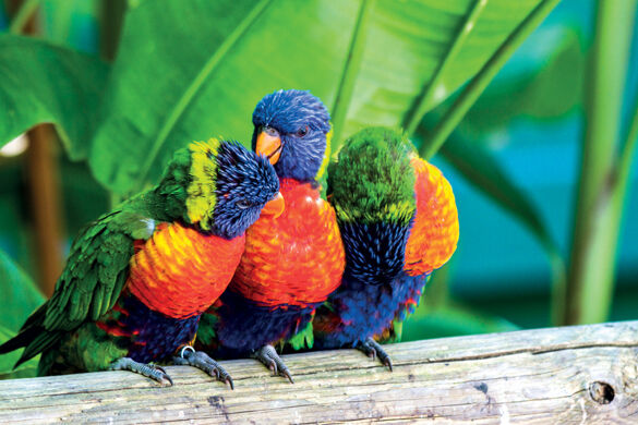 (Image) image Ile caraibe guadeloupe perroquets multicolores loris swanson 39 fo_32130148 - Photo