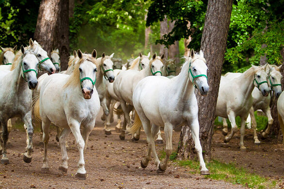 (Image)-image-Slovenie-Haras-de-Lipica-Troupeau-de-chevaux-Lipizzan-it_951632188.jpg - Photo